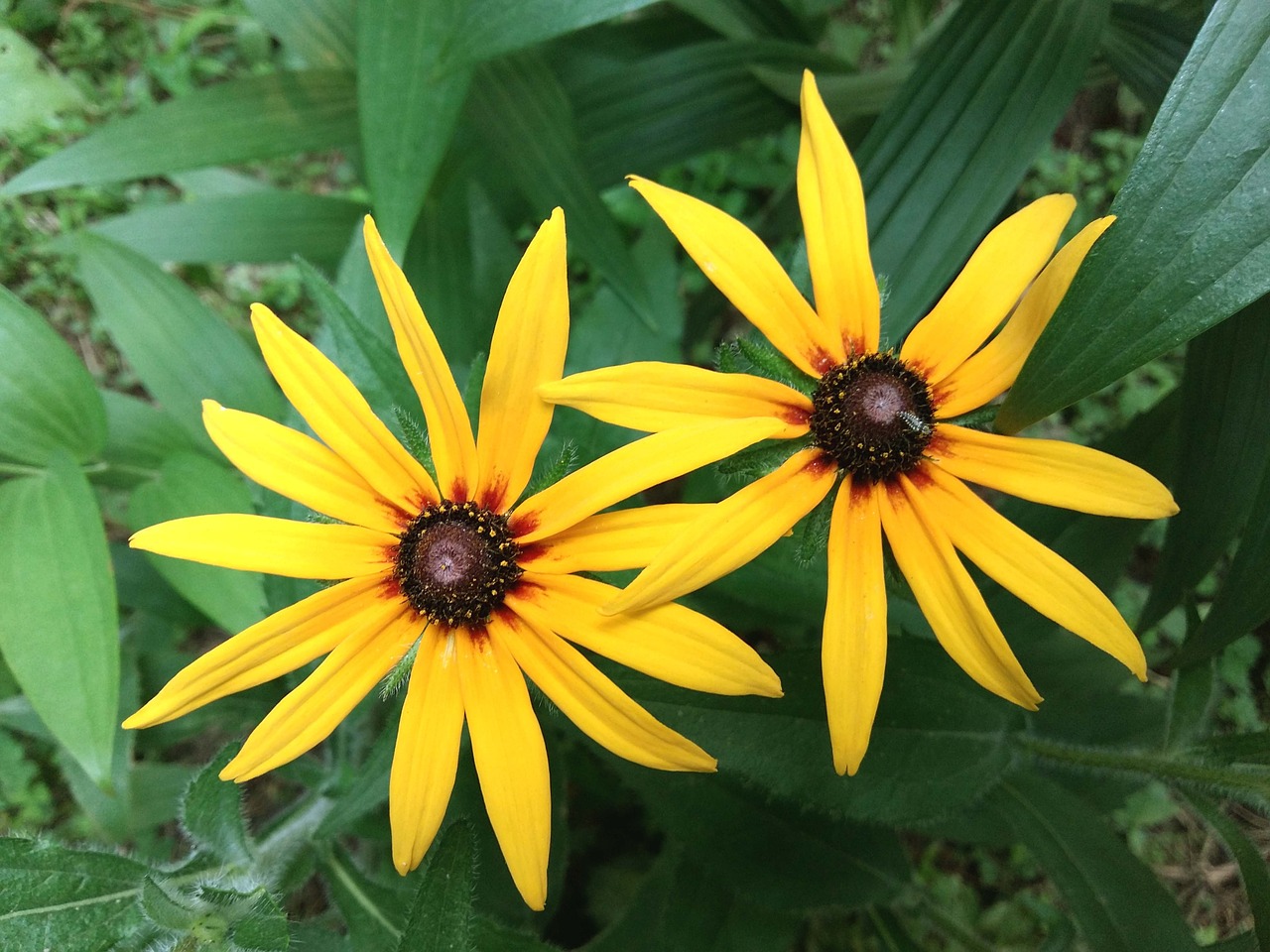rudbeckia the two clusters june free photo