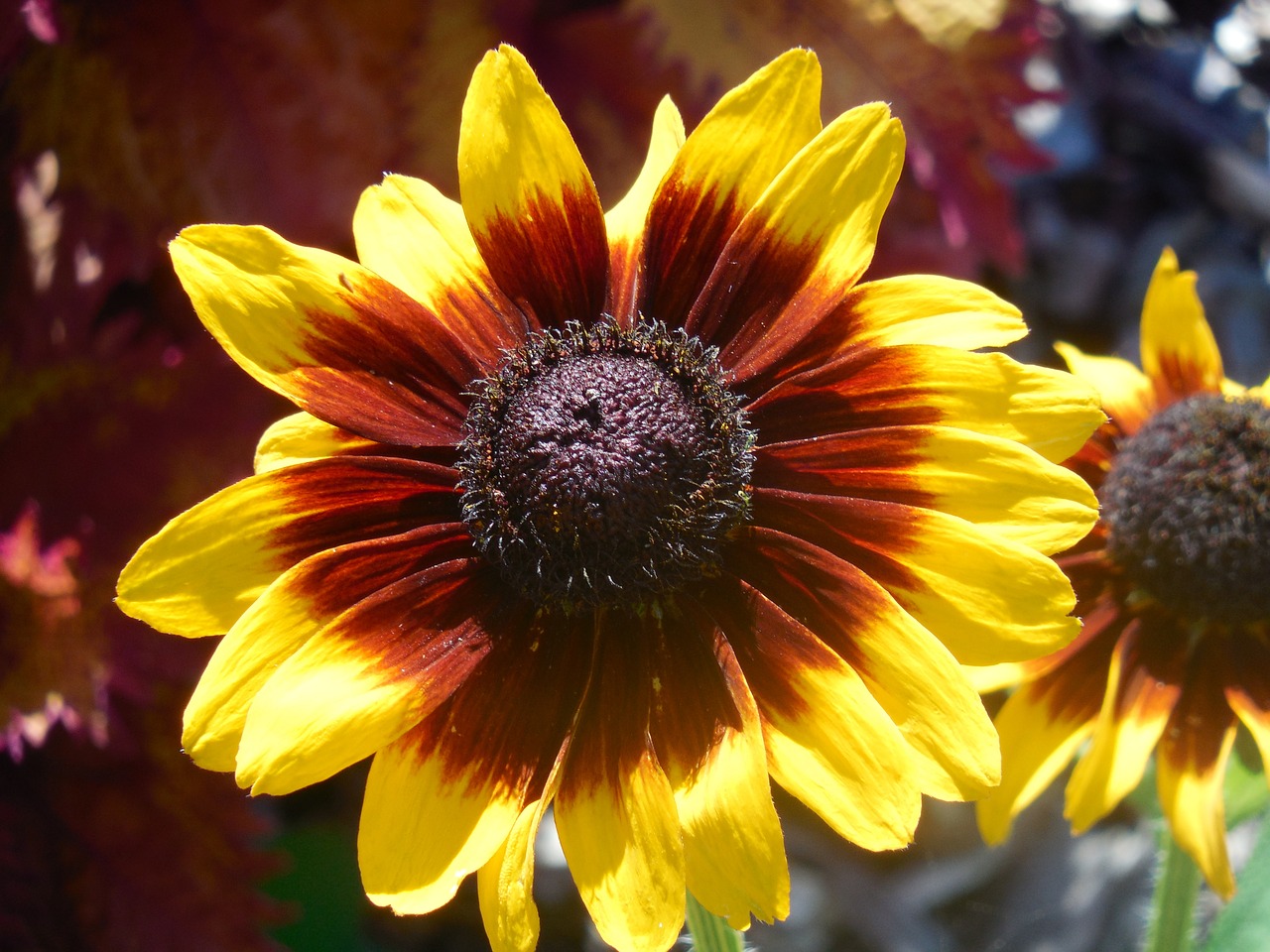 rudbeckia flower yellow free photo