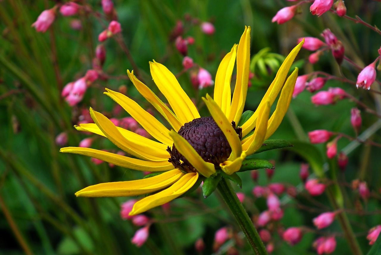 rudbeckia brilliant  flower  yellow free photo