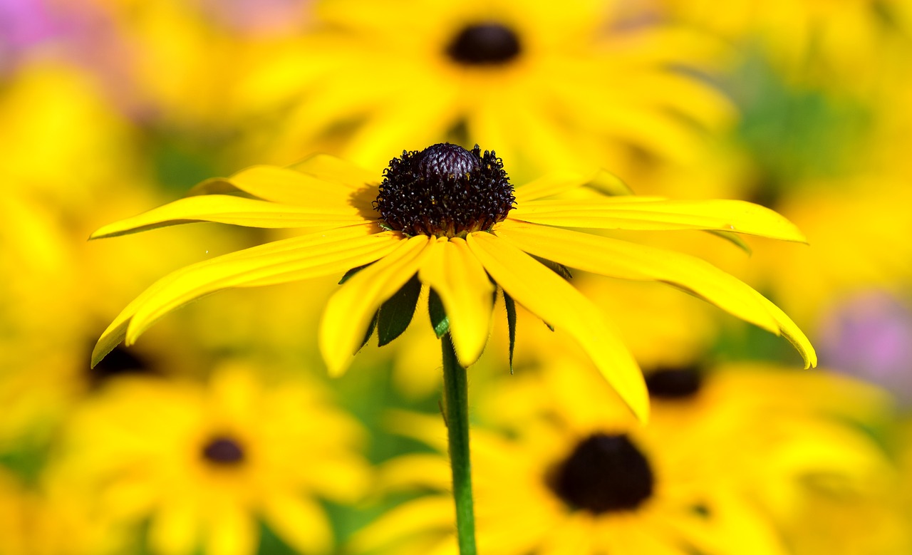 rudbeckia fulgida shining coneflower composites free photo