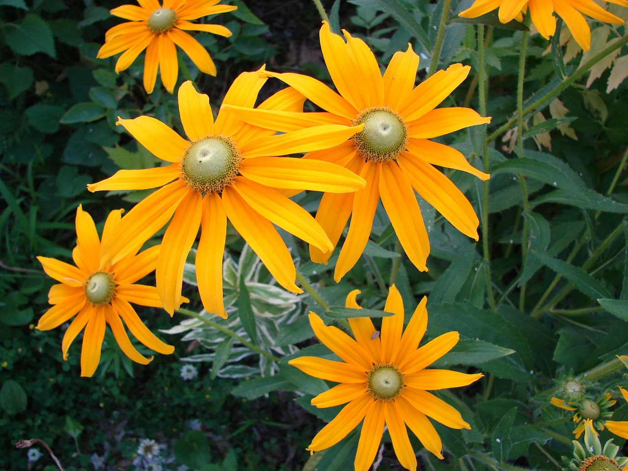 rudbeckia hirta flower bloom free photo