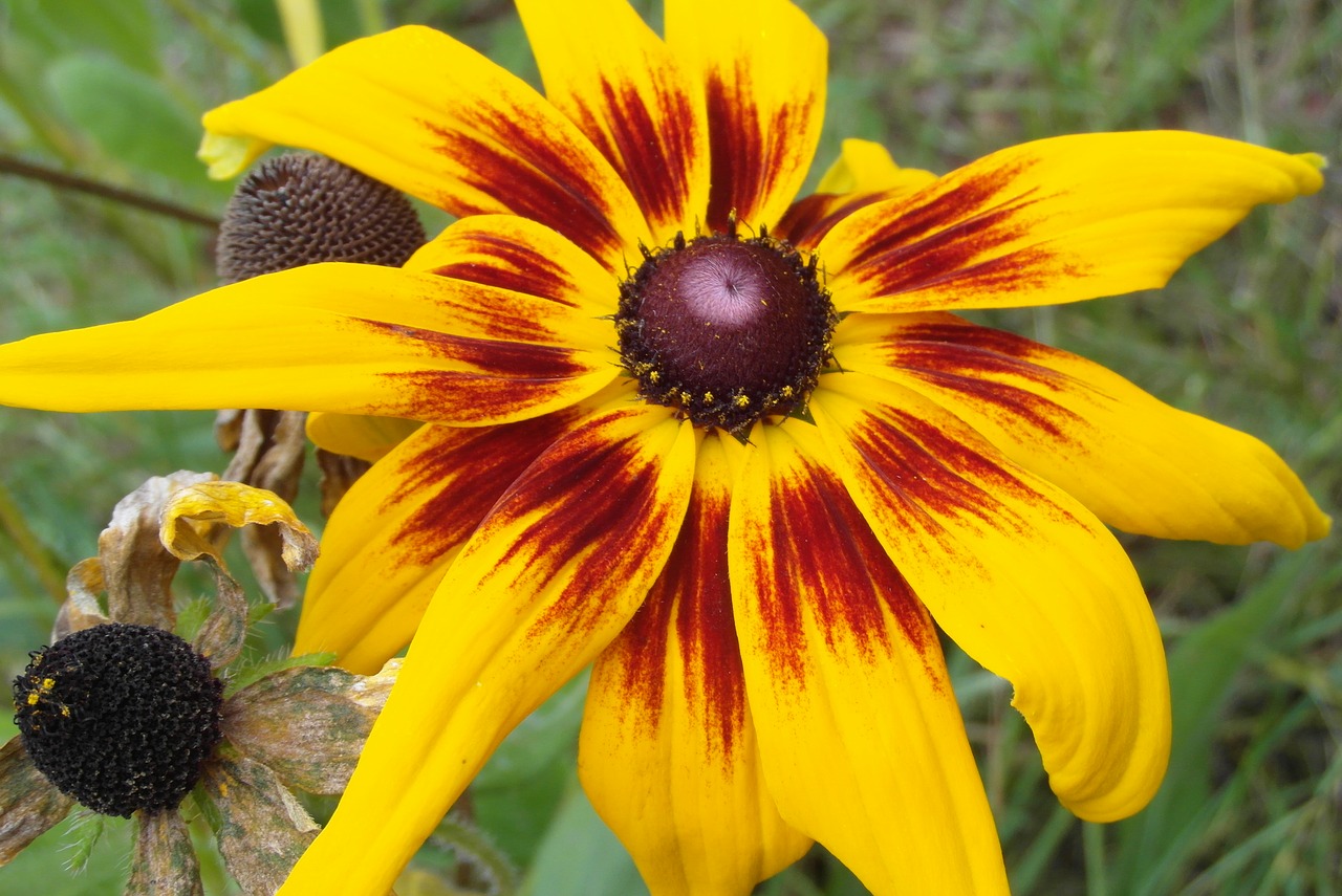 rudbekia  flower  garden free photo