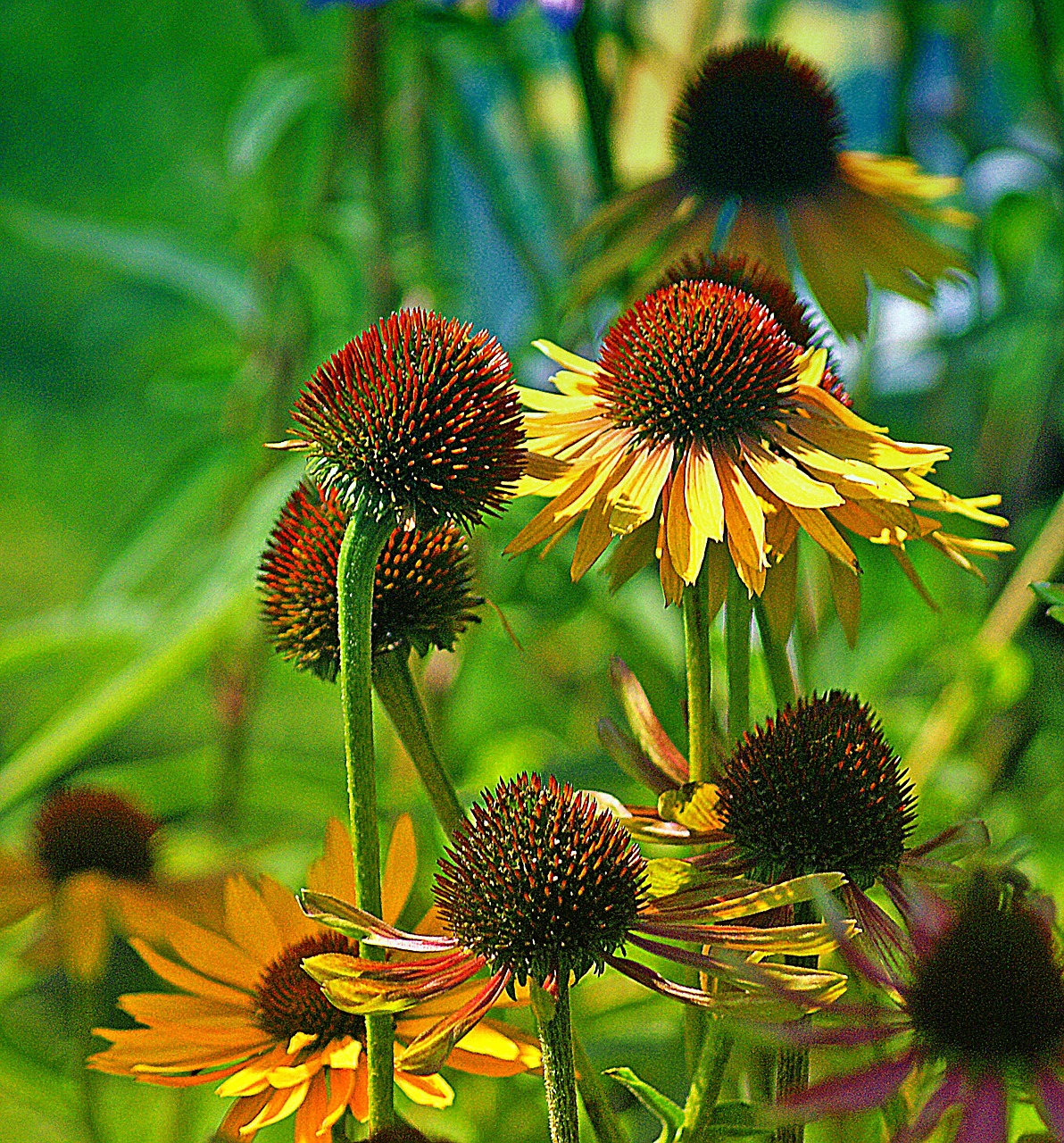 rudbekia flower flowers yellow free photo