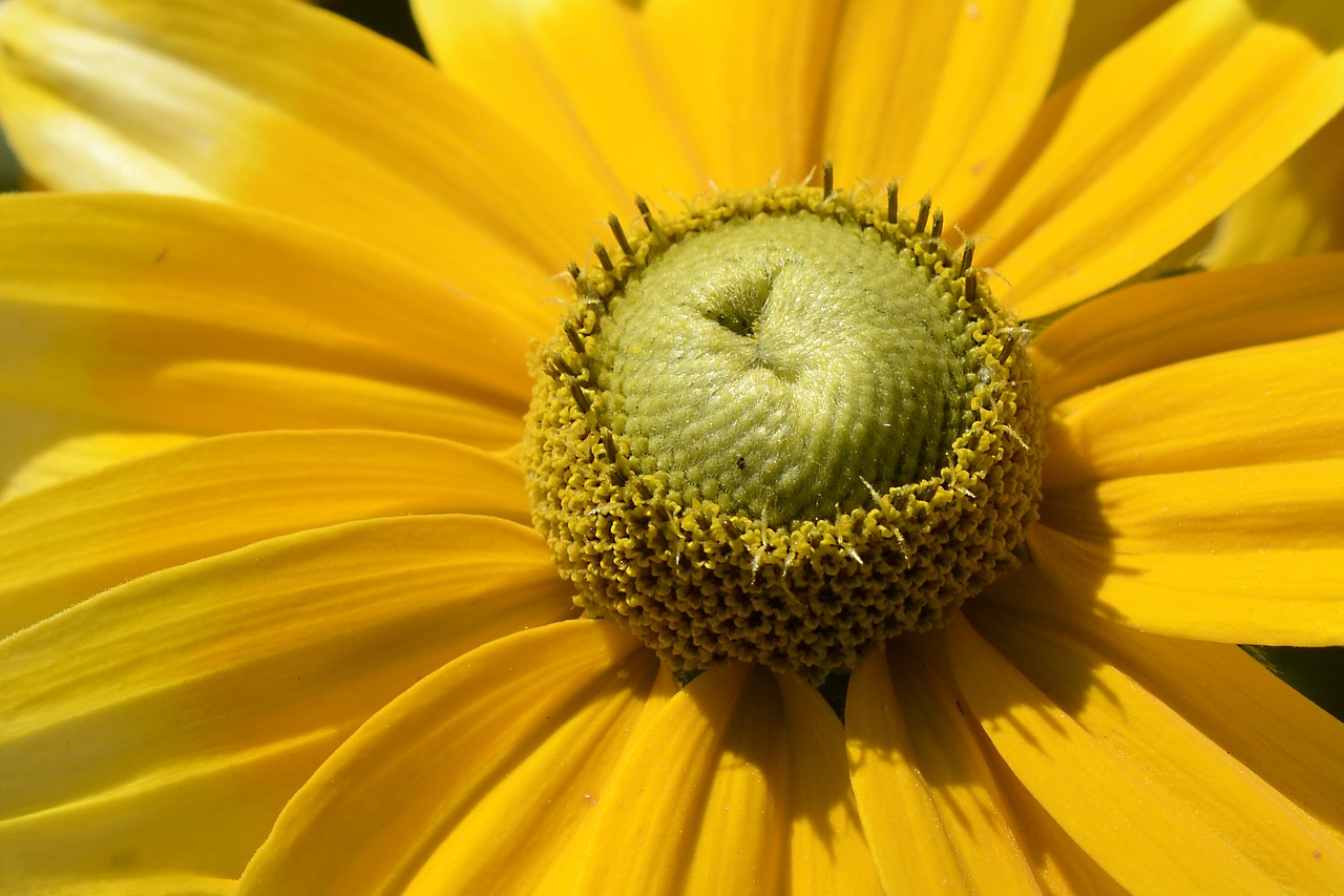 rudbekie  blossom  bloom free photo