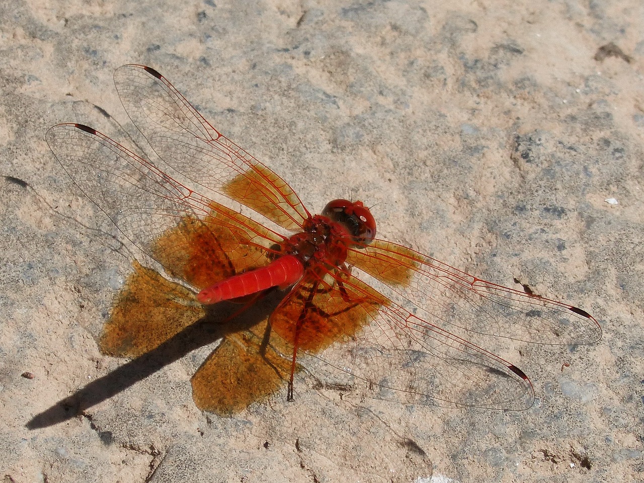 ruddy darter red dragonfly shadow free photo