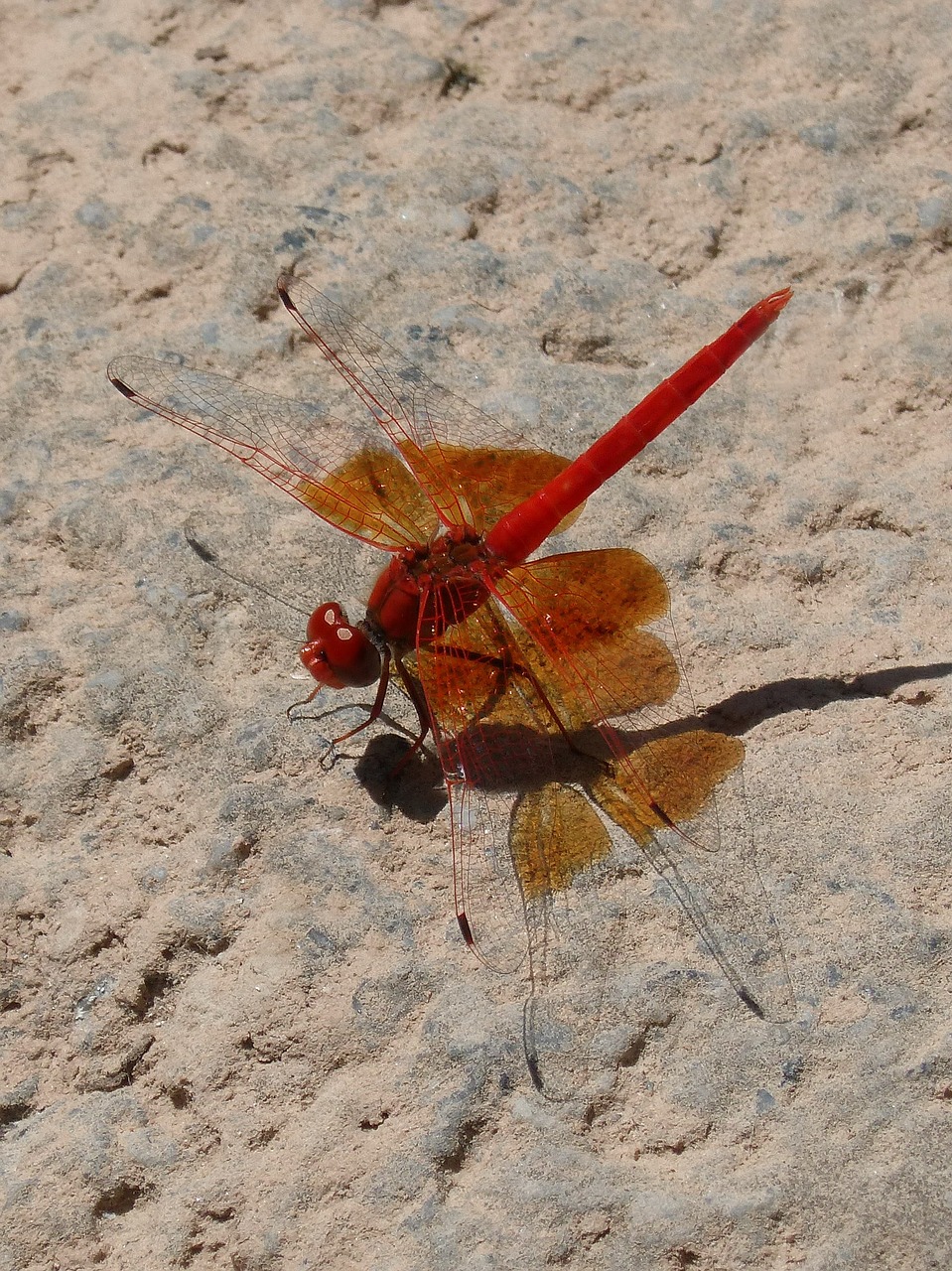 ruddy darter red dragonfly shadow free photo