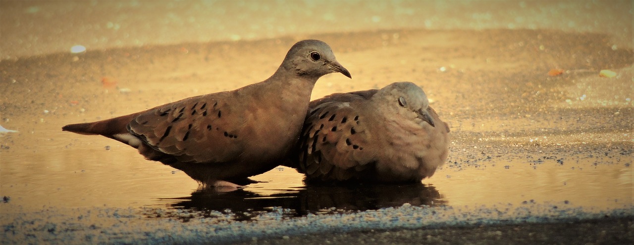 ruddy ground dove weasels bird free photo