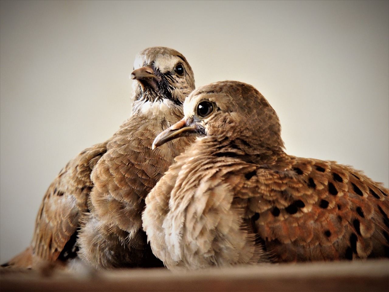 ruddy ground dove weasels birdie free photo