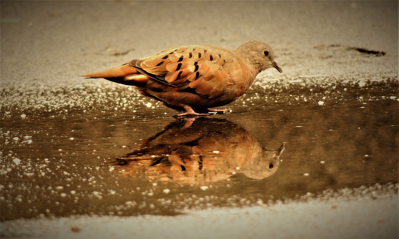 ruddy ground dove weasels birdie free photo