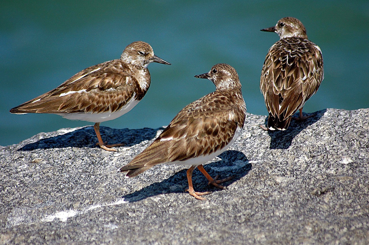 ruddy turn stone birds avian free photo