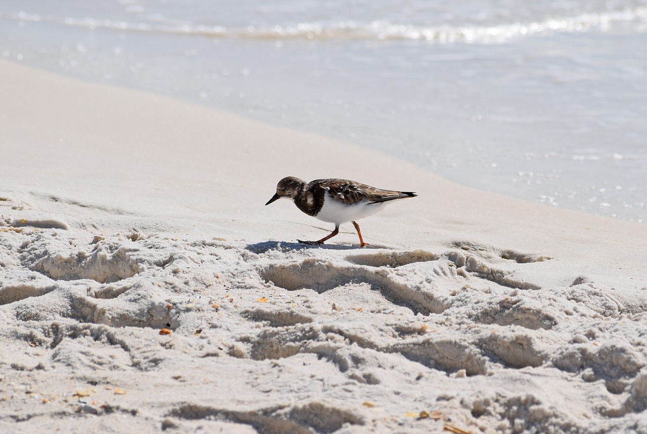 ruddy turnstone shore bird winter plumage free photo