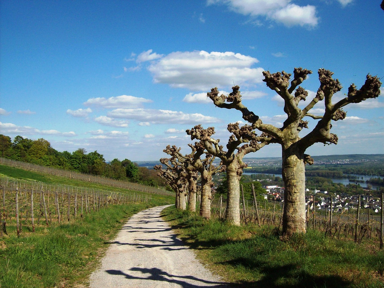 rüdesheim am rhein plane trees vineyards free photo