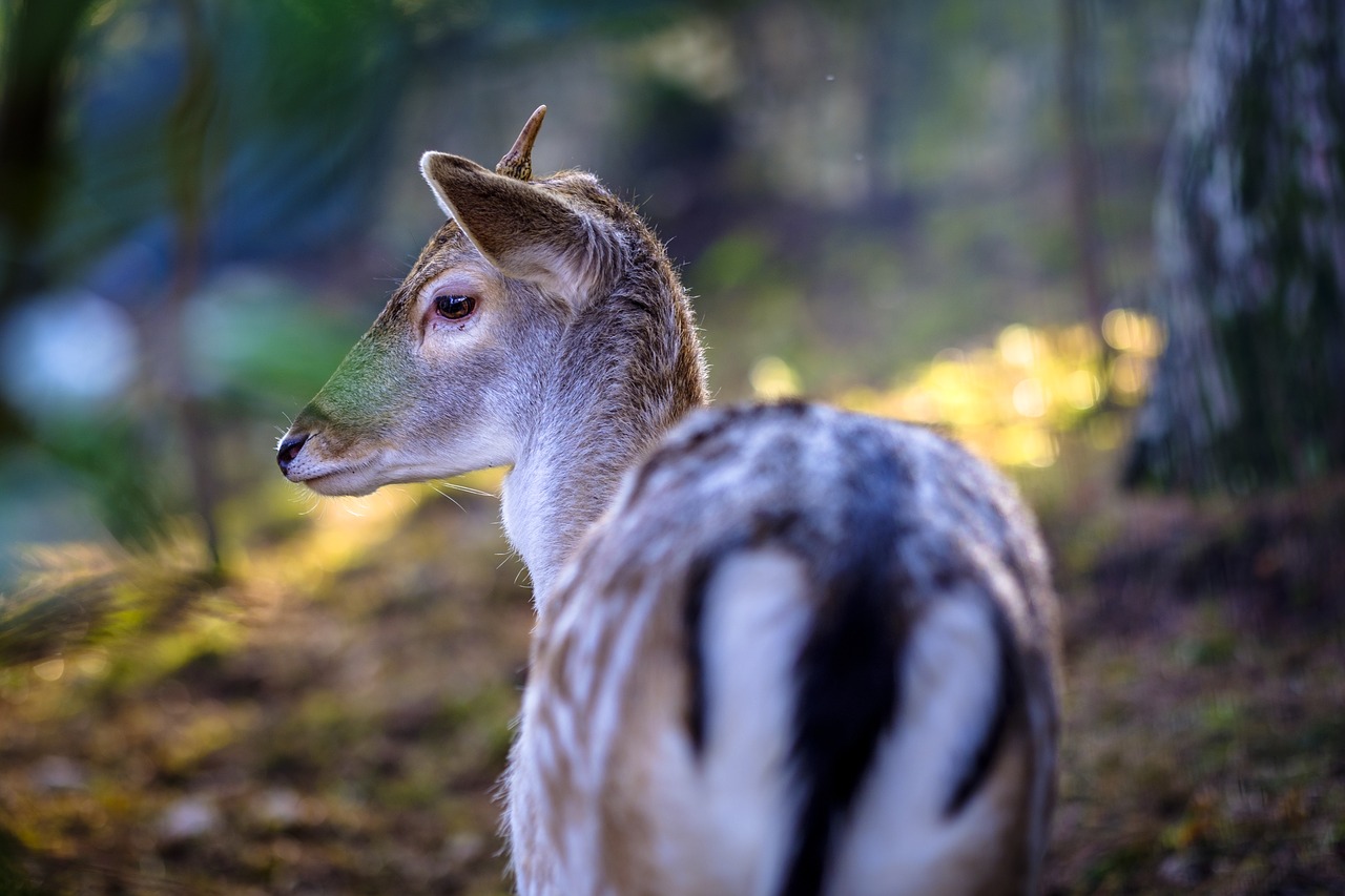 rudolph  fawn  deer free photo