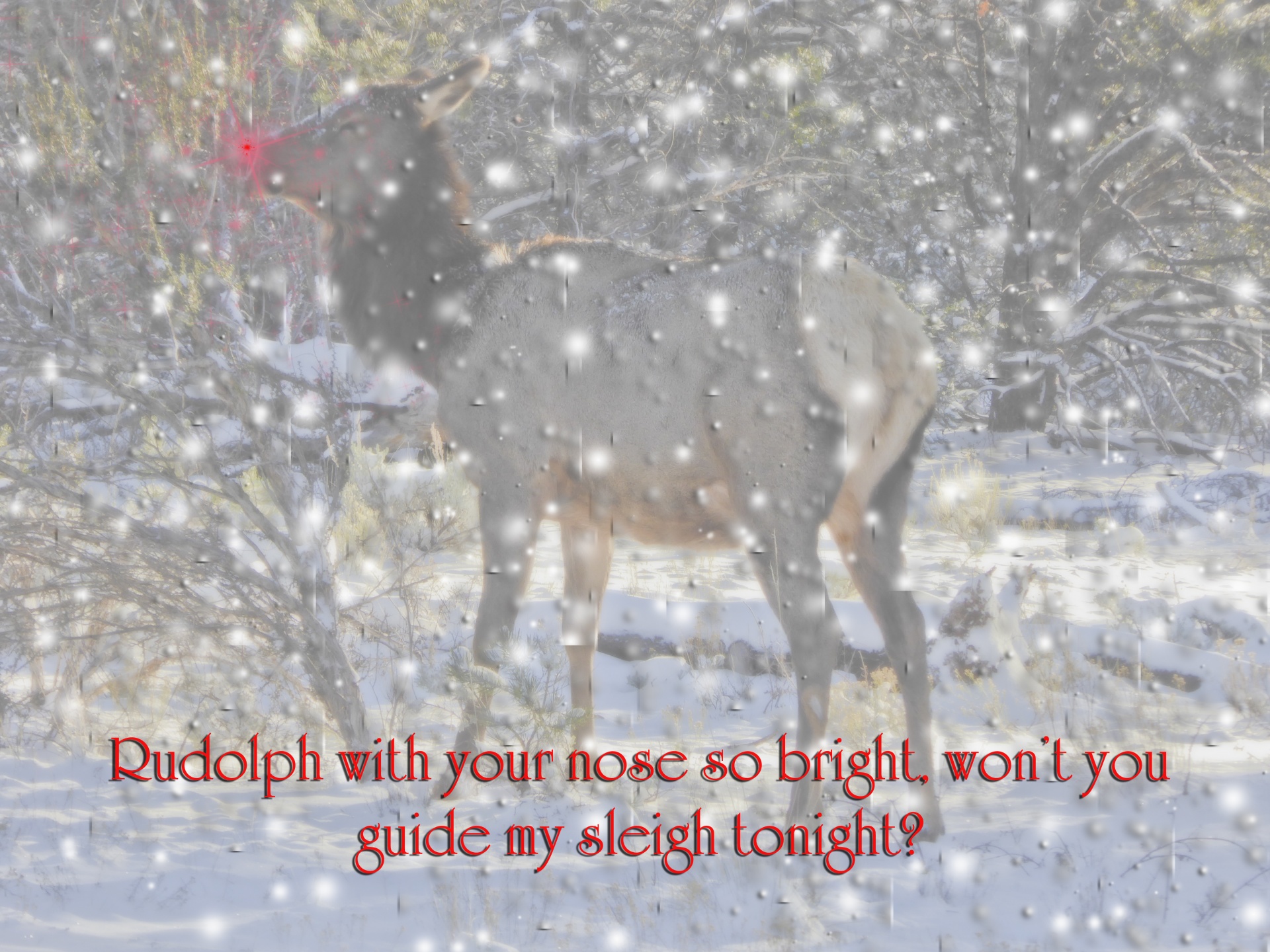 rudolph rudolph red nosed reindeer snow free photo