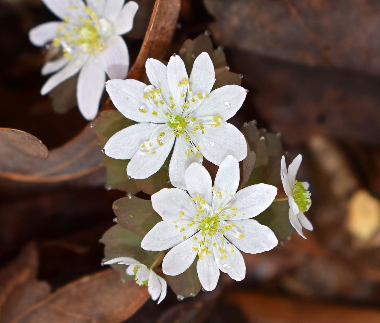 rue anemone wildflower flower free photo