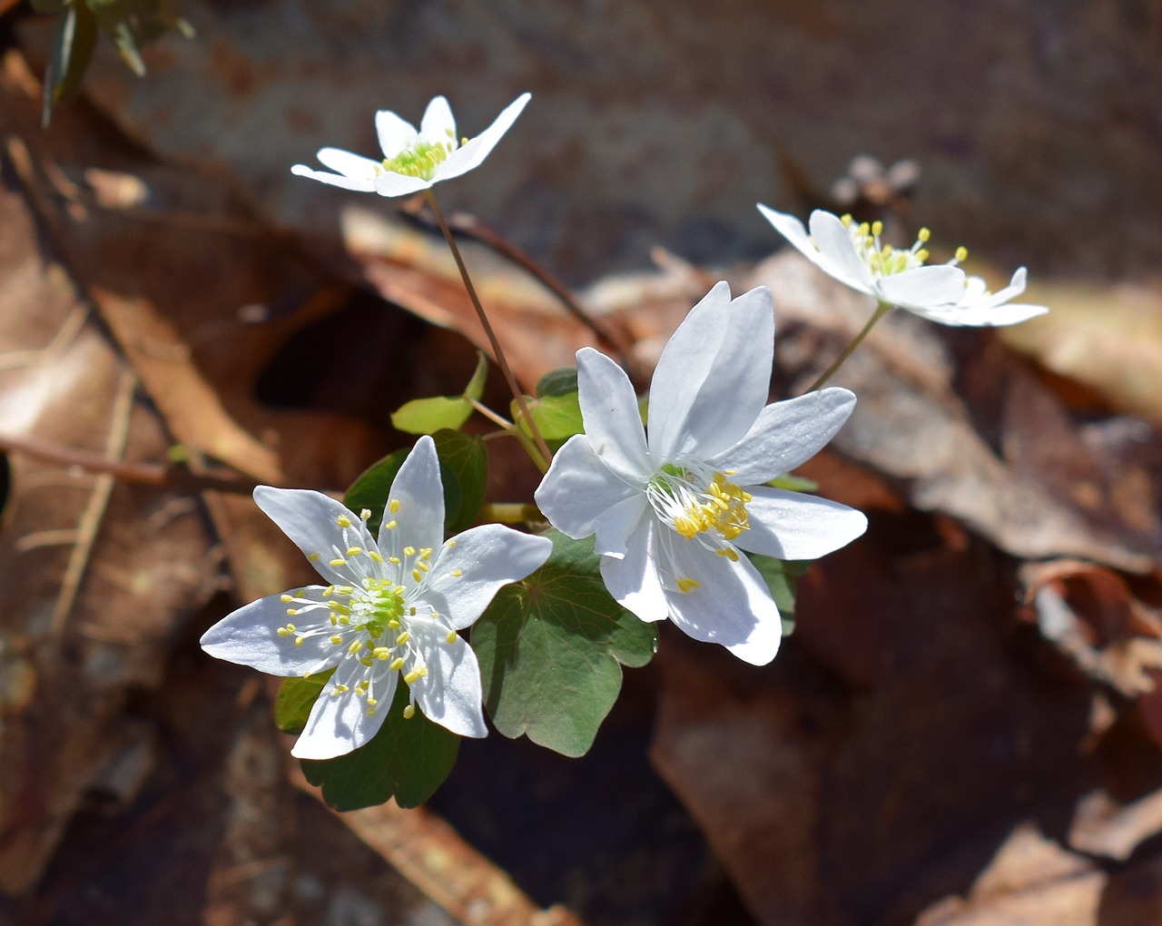 rue anemone wildflower flower free photo