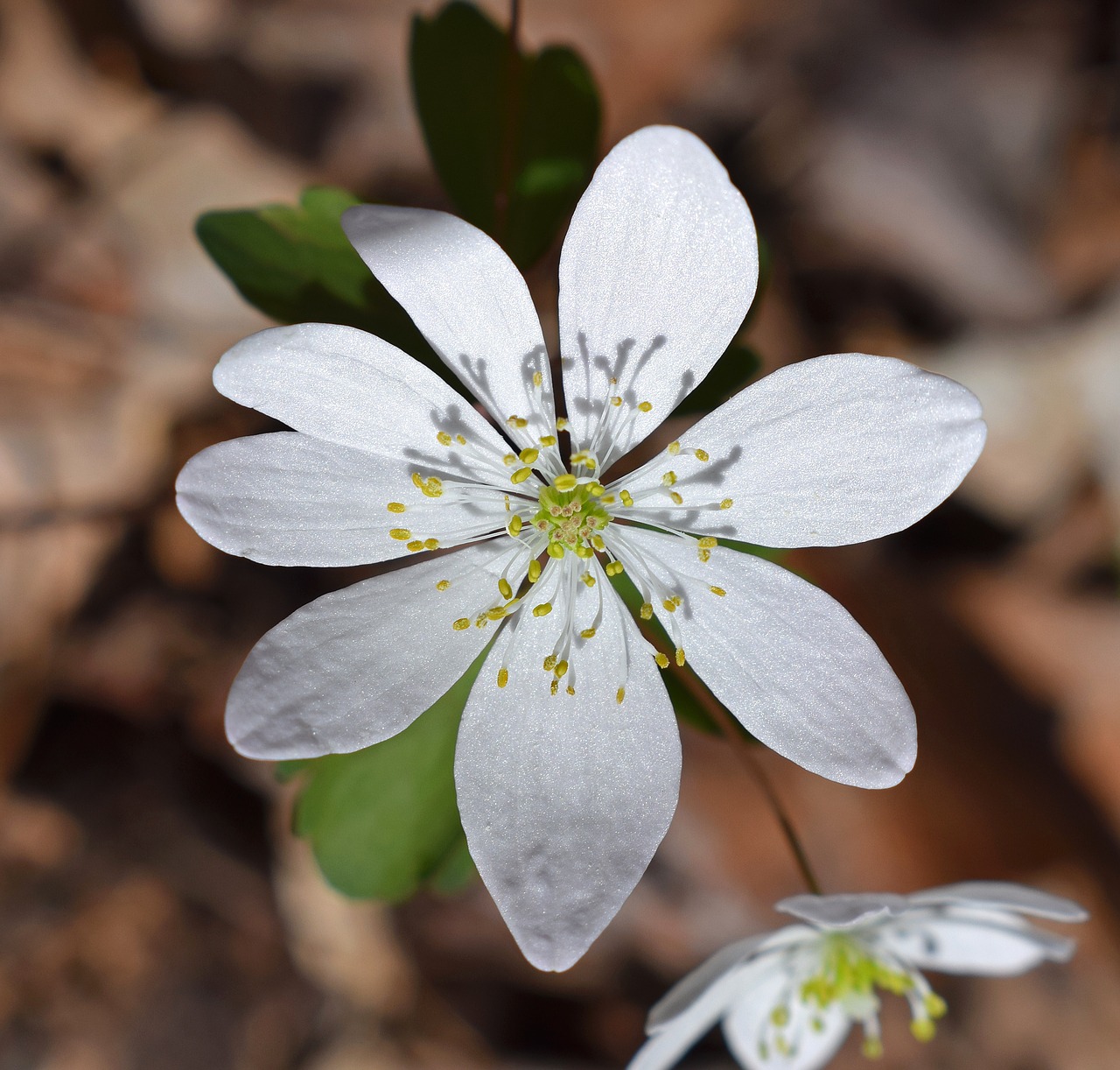 rue anemone close-up wildflower free photo