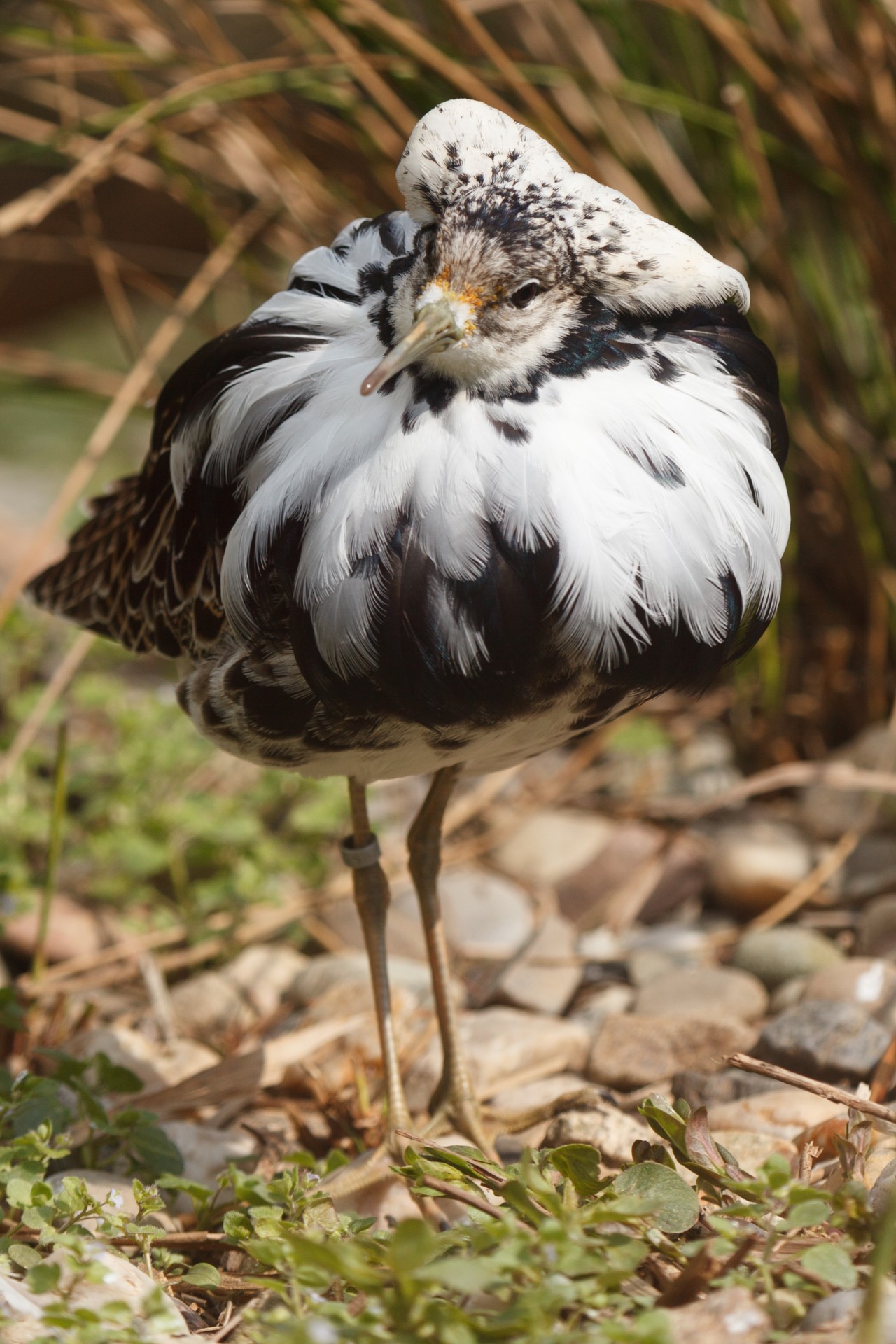 philomachus pugnax ruff bird free photo