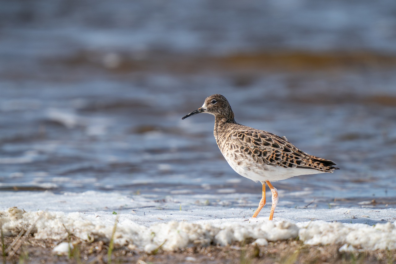 ruff  philomachus pugnax  bird free photo