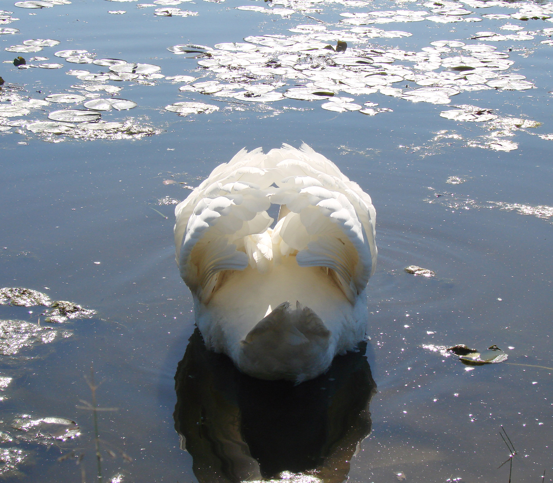 swan ruffled feathers water free photo