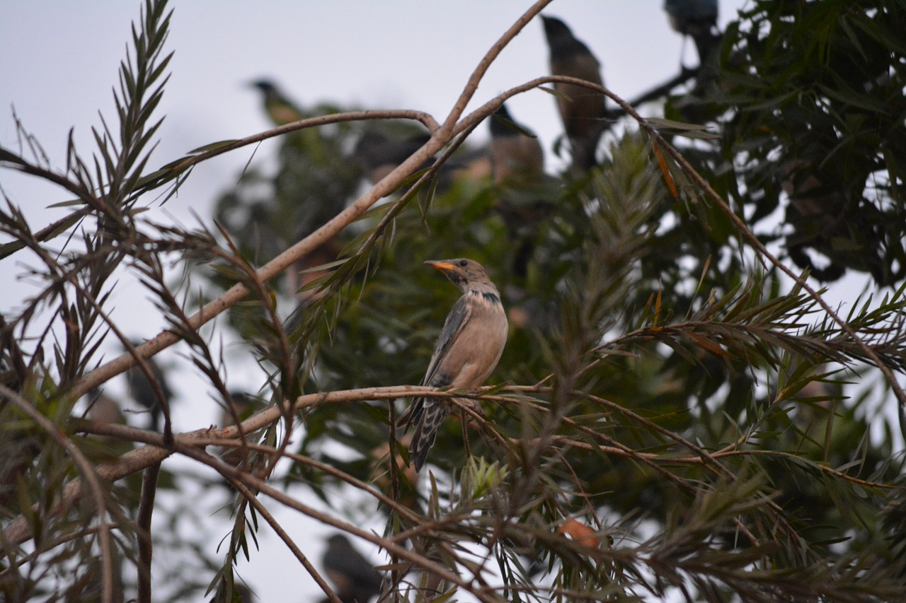 rufous  backed  robin free photo