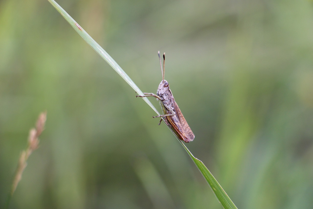 rufous grasshopper insect grasshopper free photo