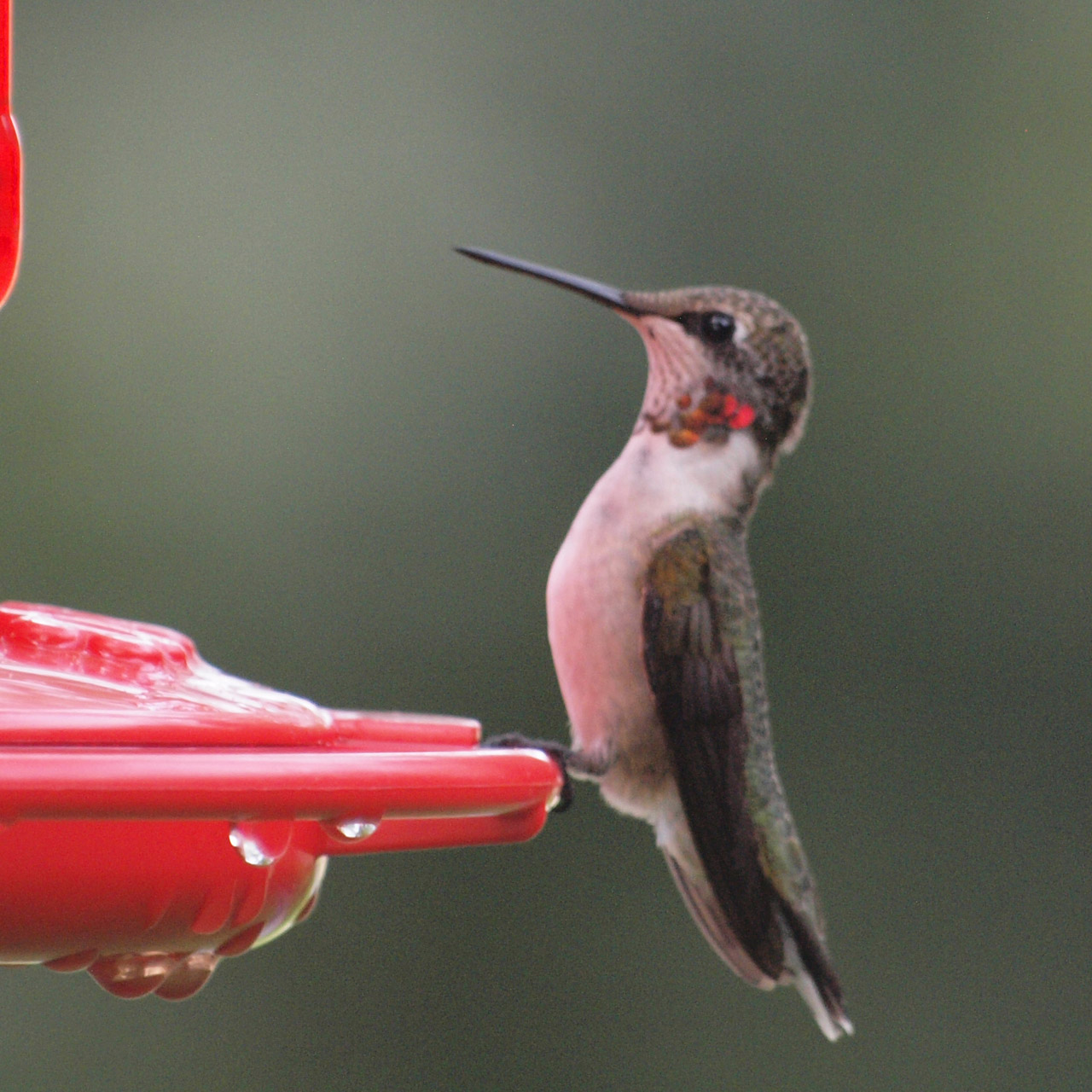 humming bird rufous free photo