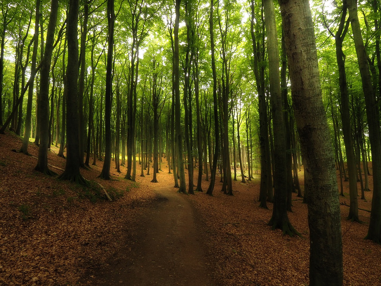 rügen beech wood island free photo