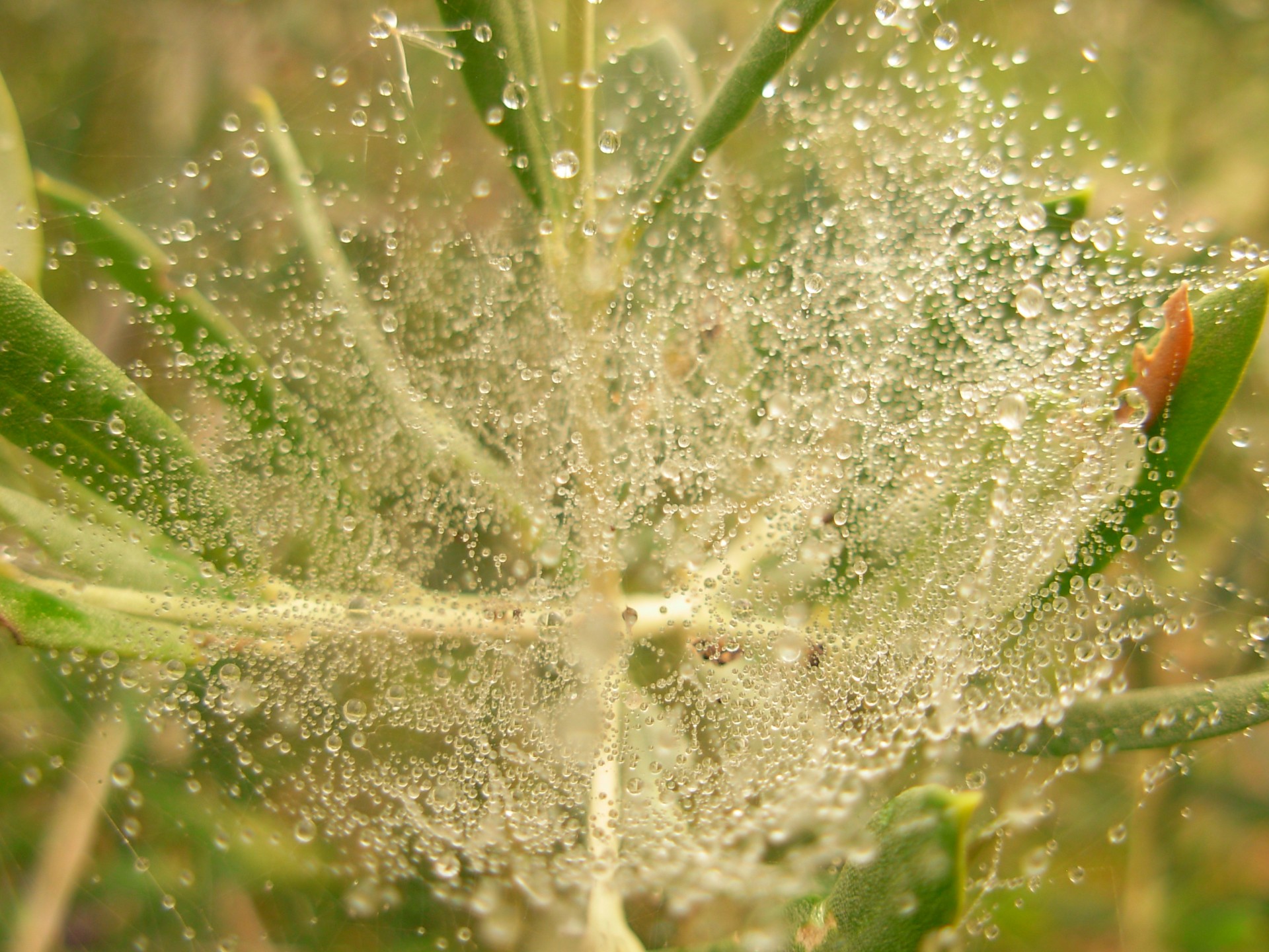 cobweb dew morning dew free photo