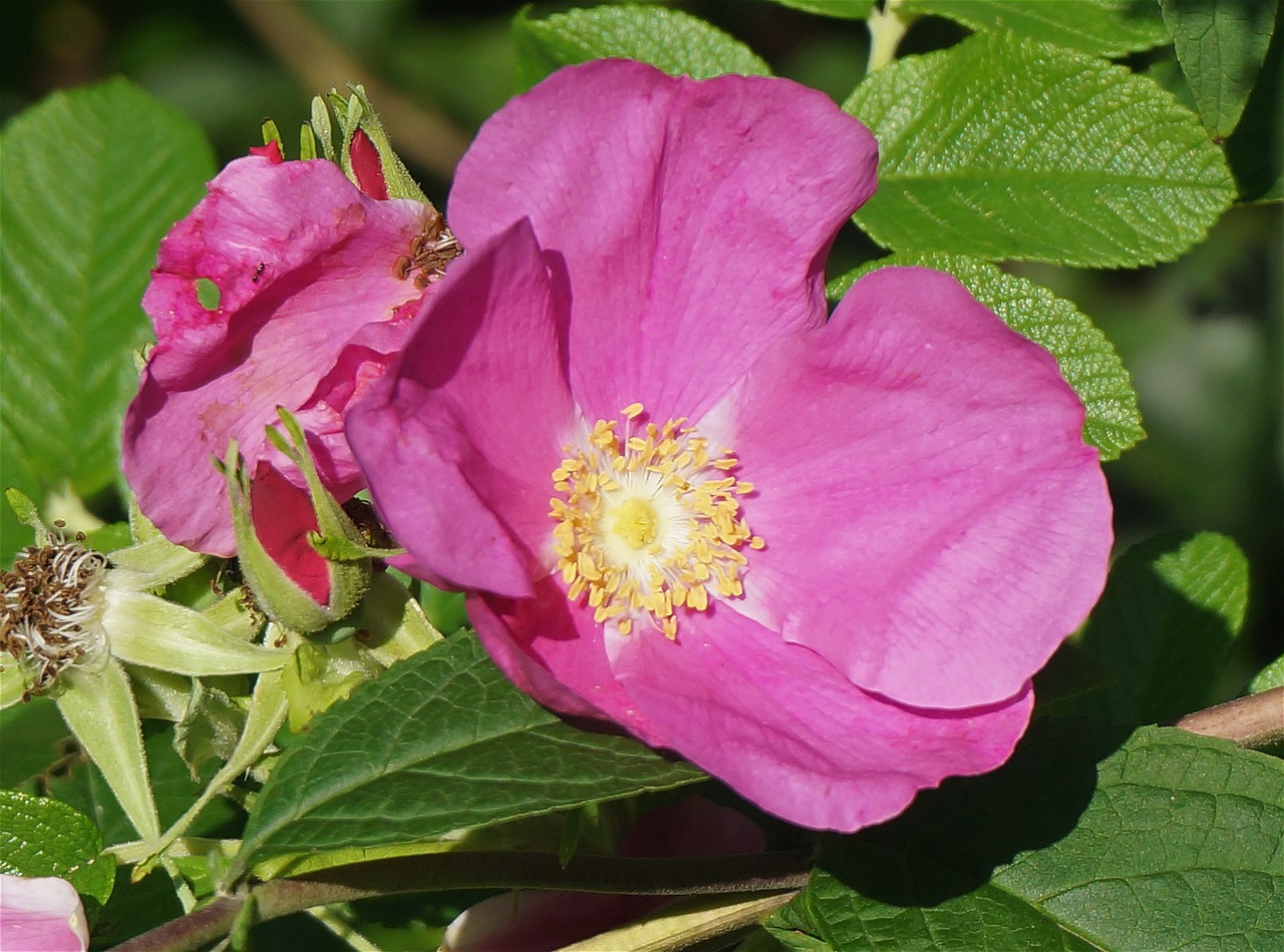 rugosa rose rose pink free photo