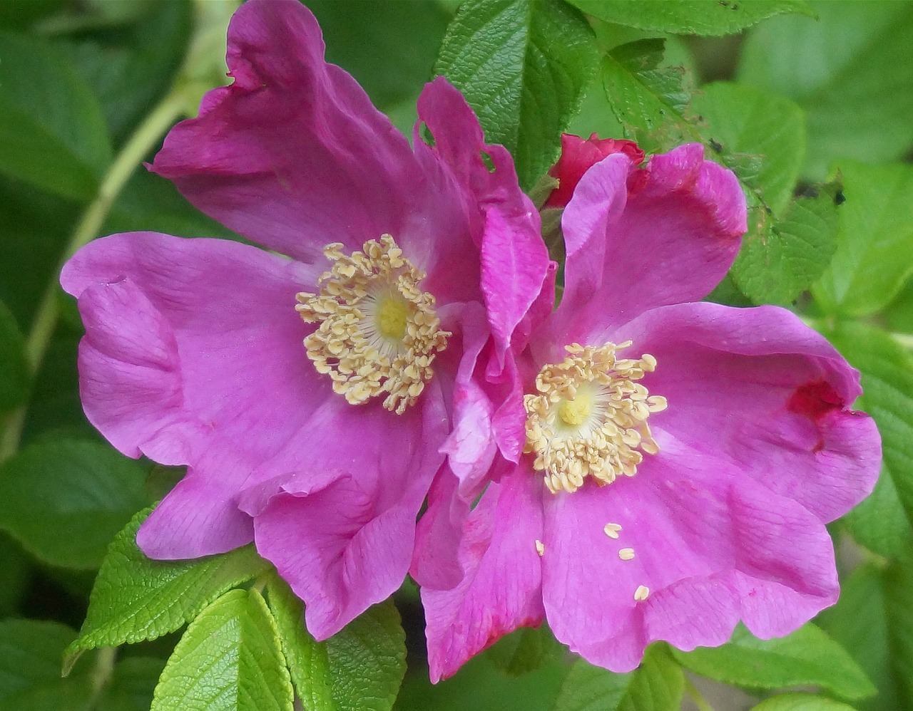 rugosa rose rose flower free photo