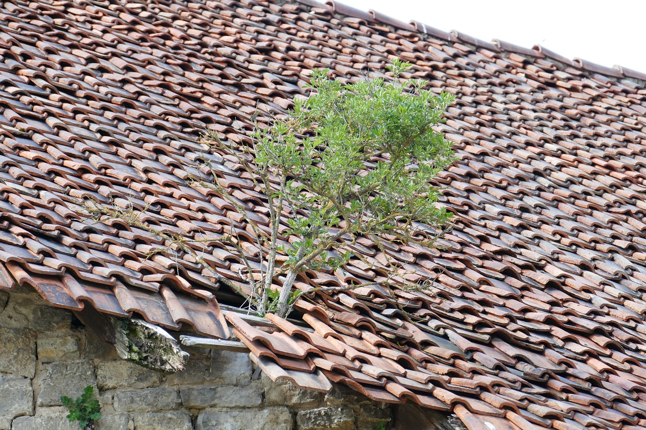 ruin roof bäumchen free photo