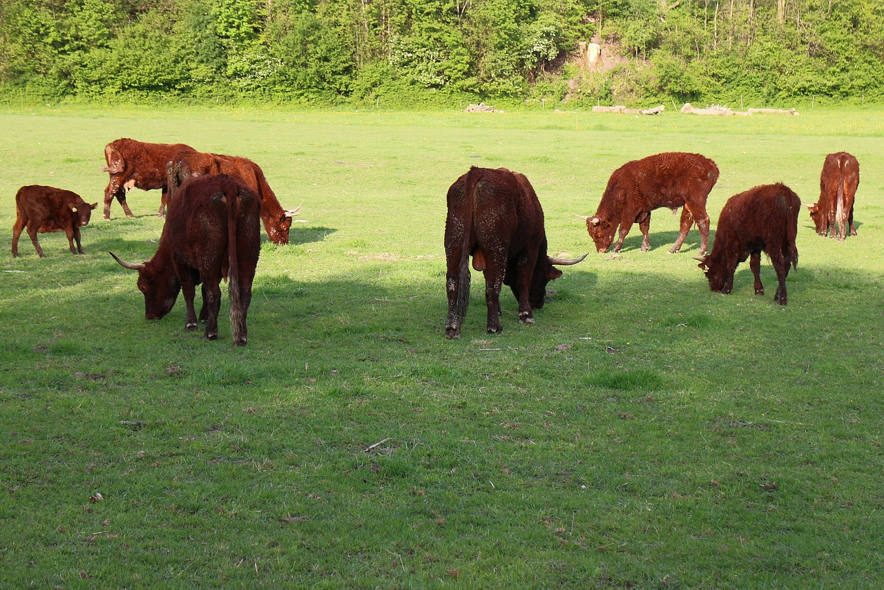 ruminant cattle livestock free photo