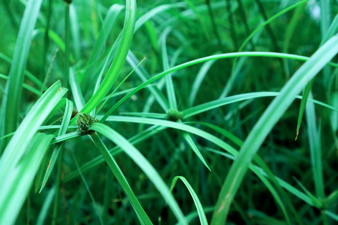 rumput nature green free photo