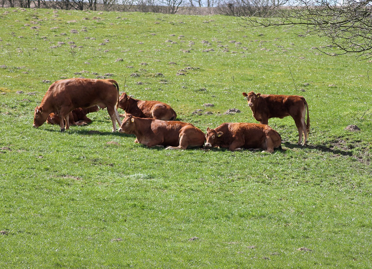 run cattle mark free photo