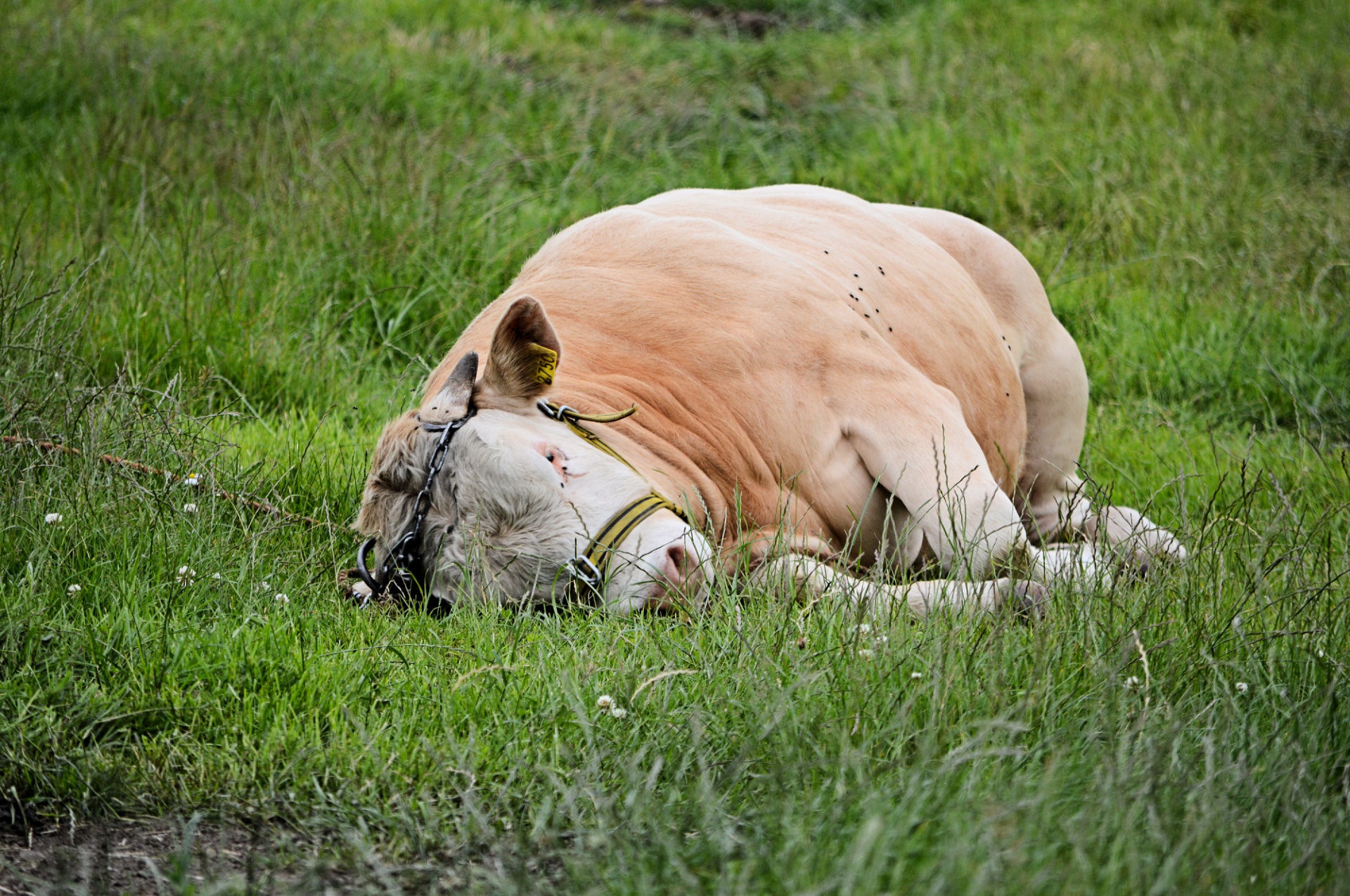 cow bull livestock free photo