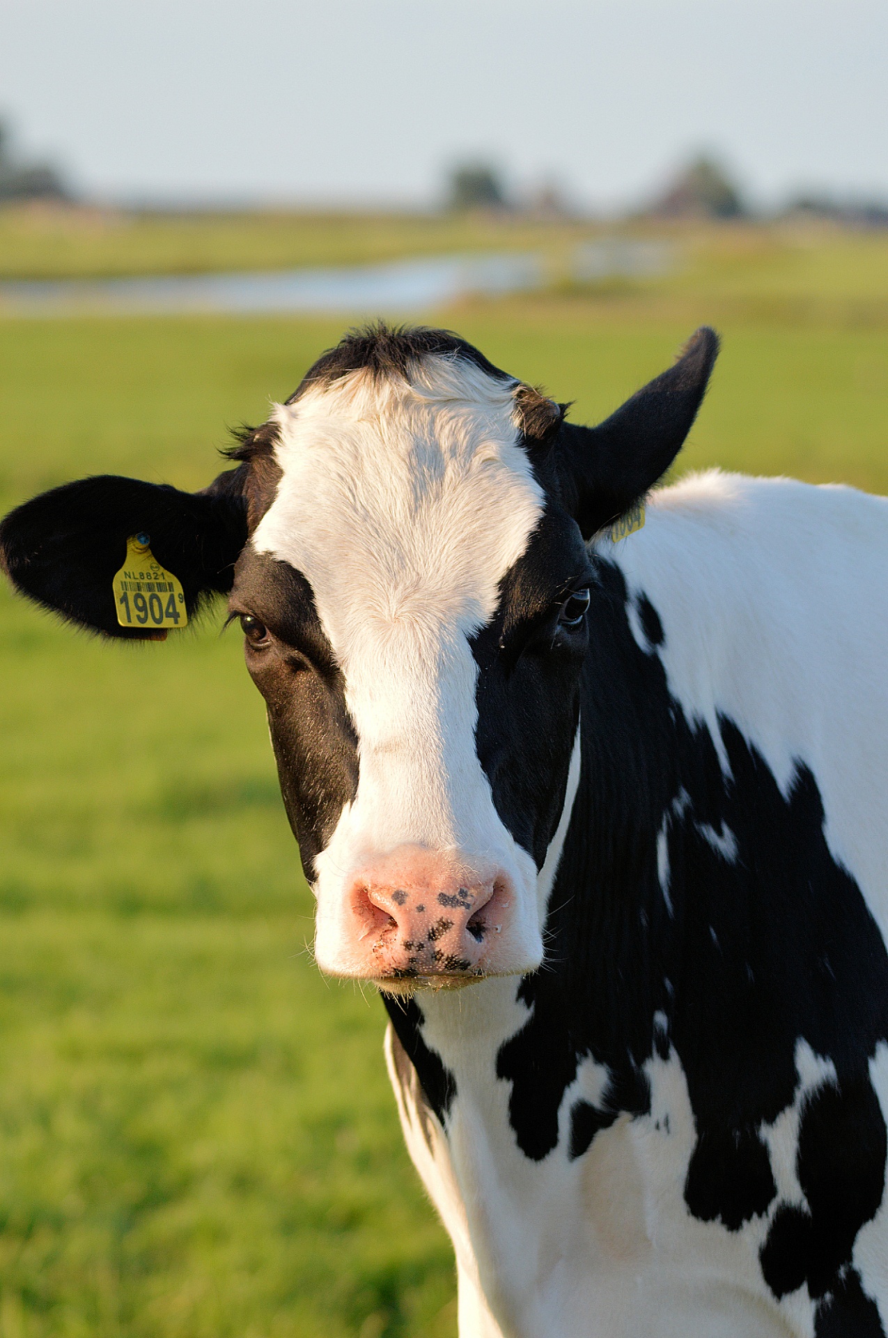 cow bull livestock free photo