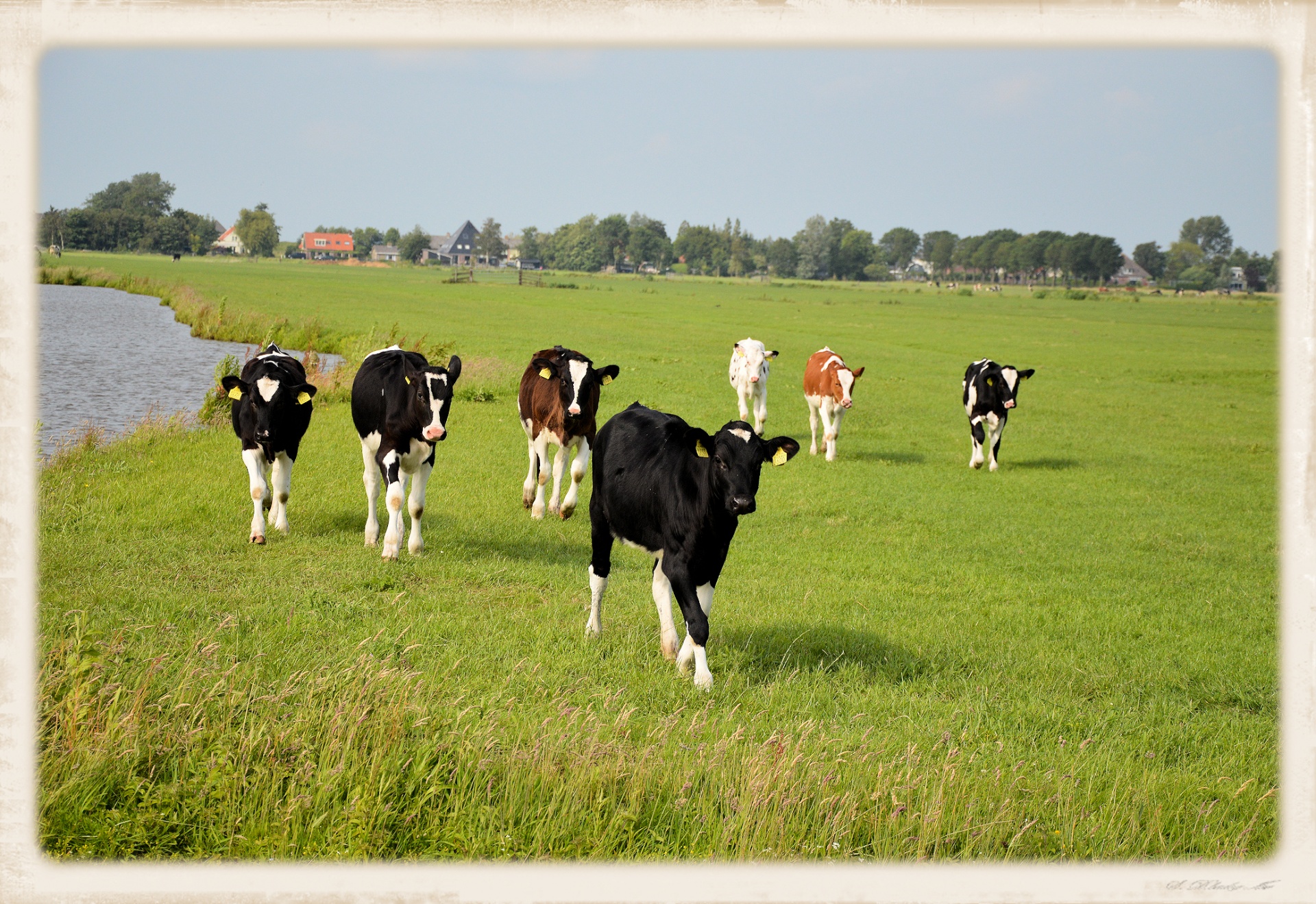 cow bull livestock free photo