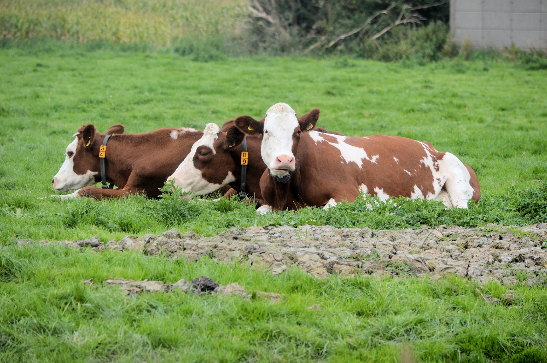 cow bull livestock free photo