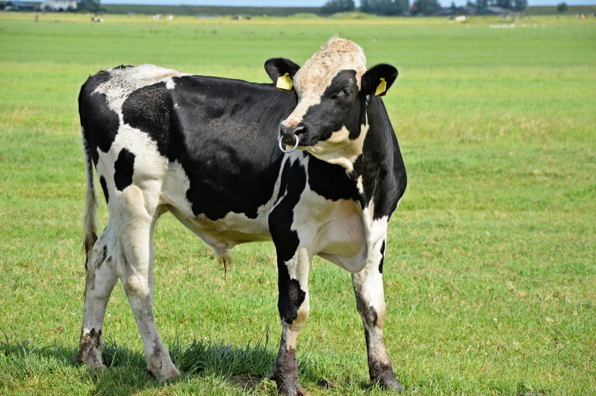 cow bull livestock free photo