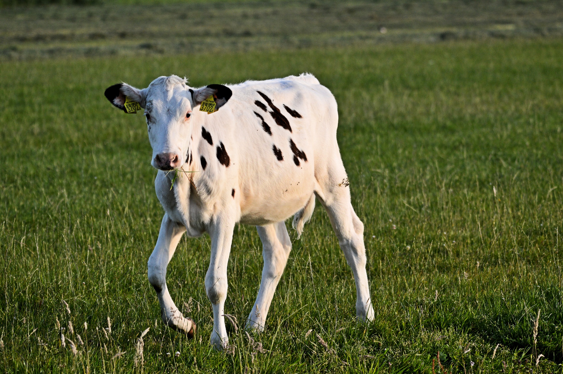 cow bull livestock free photo