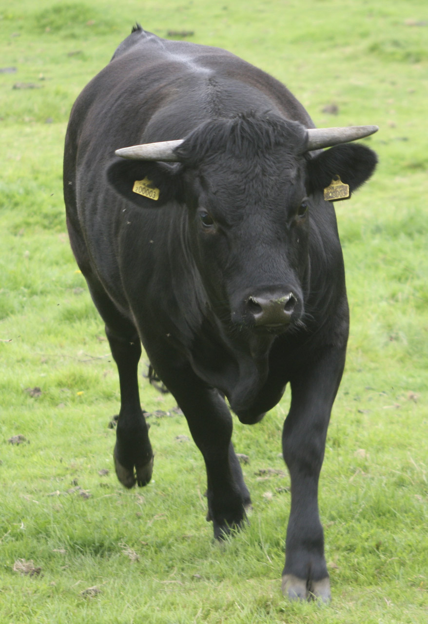 bull horns running free photo