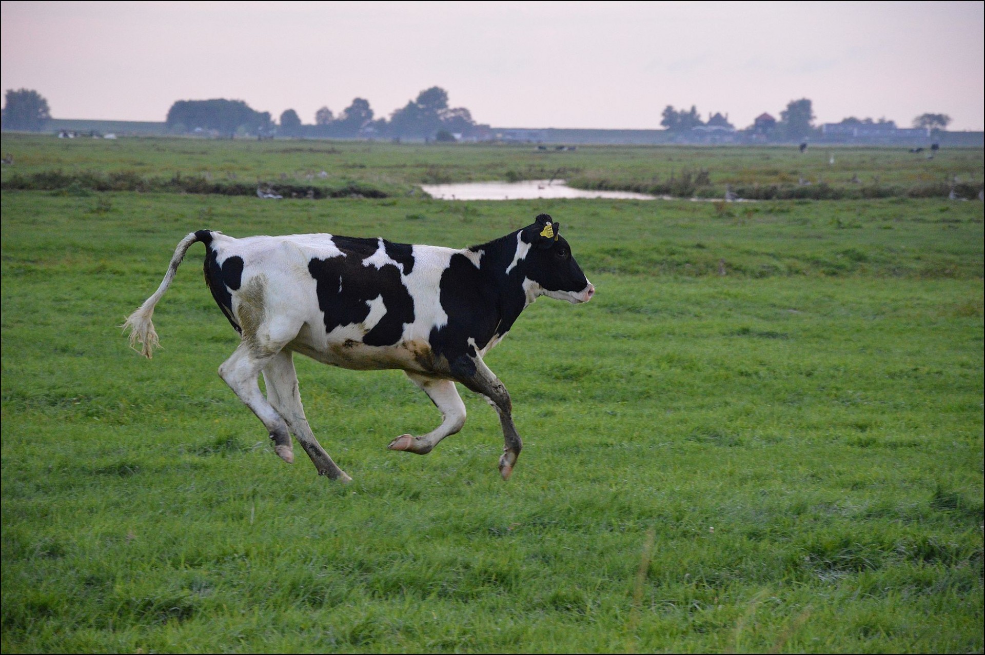 bull cattle running free photo