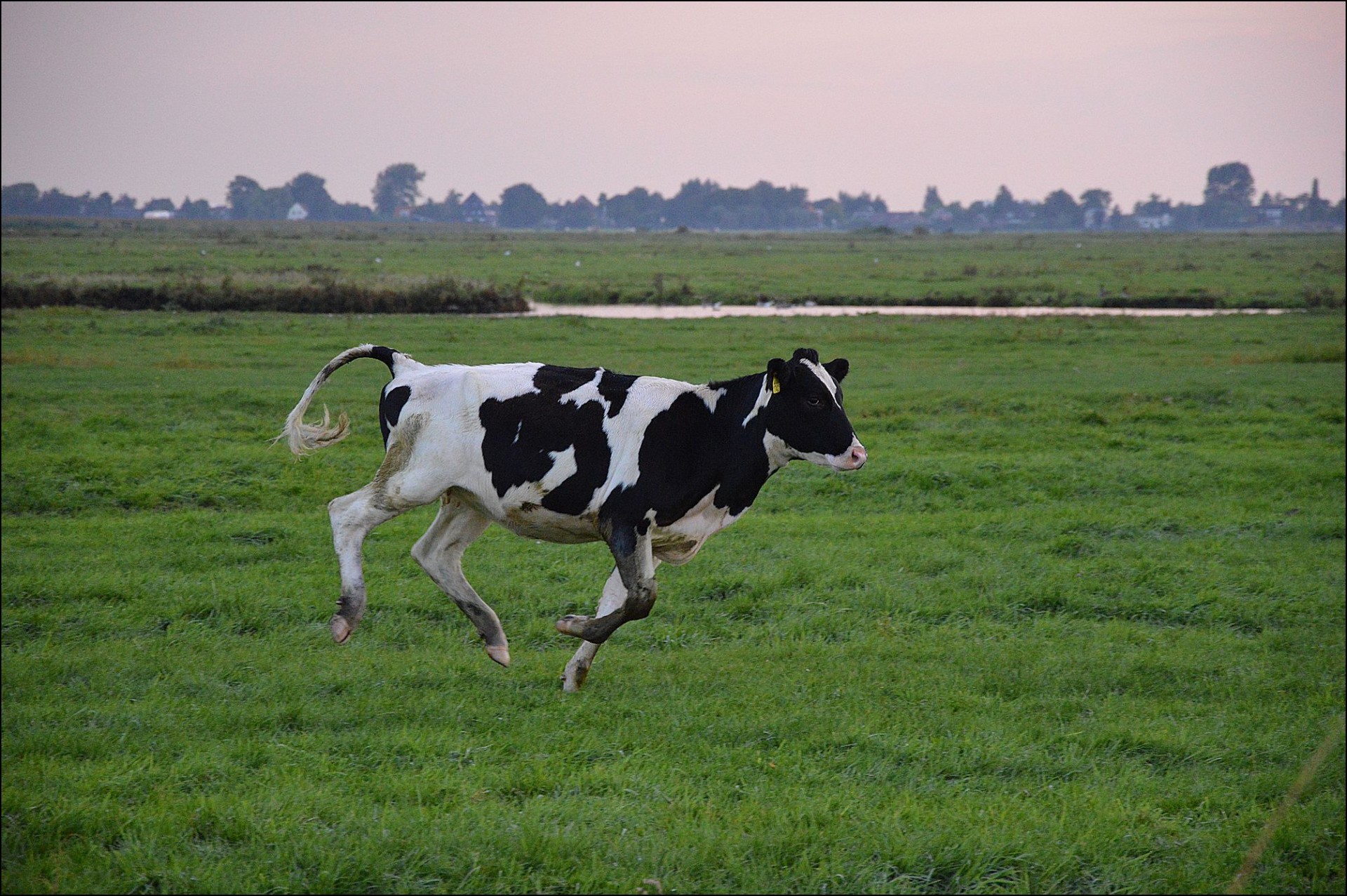 A cow a big head