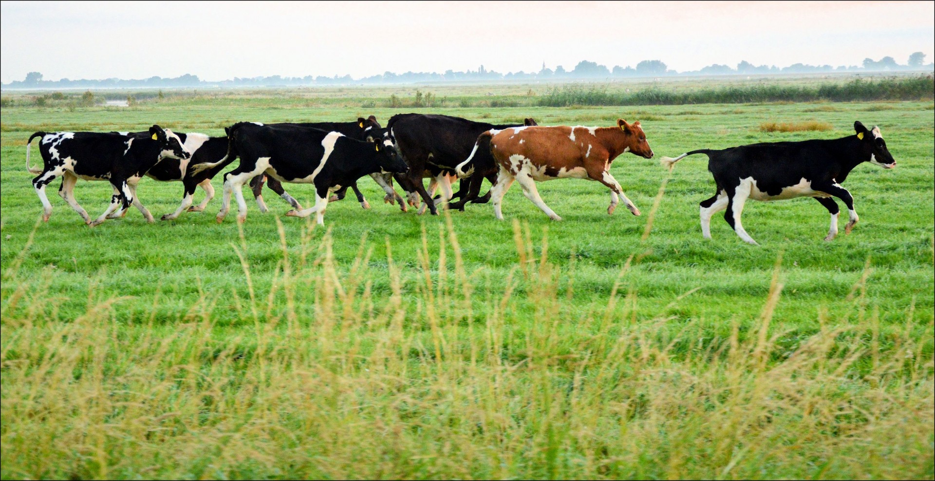 cattle bull cow free photo