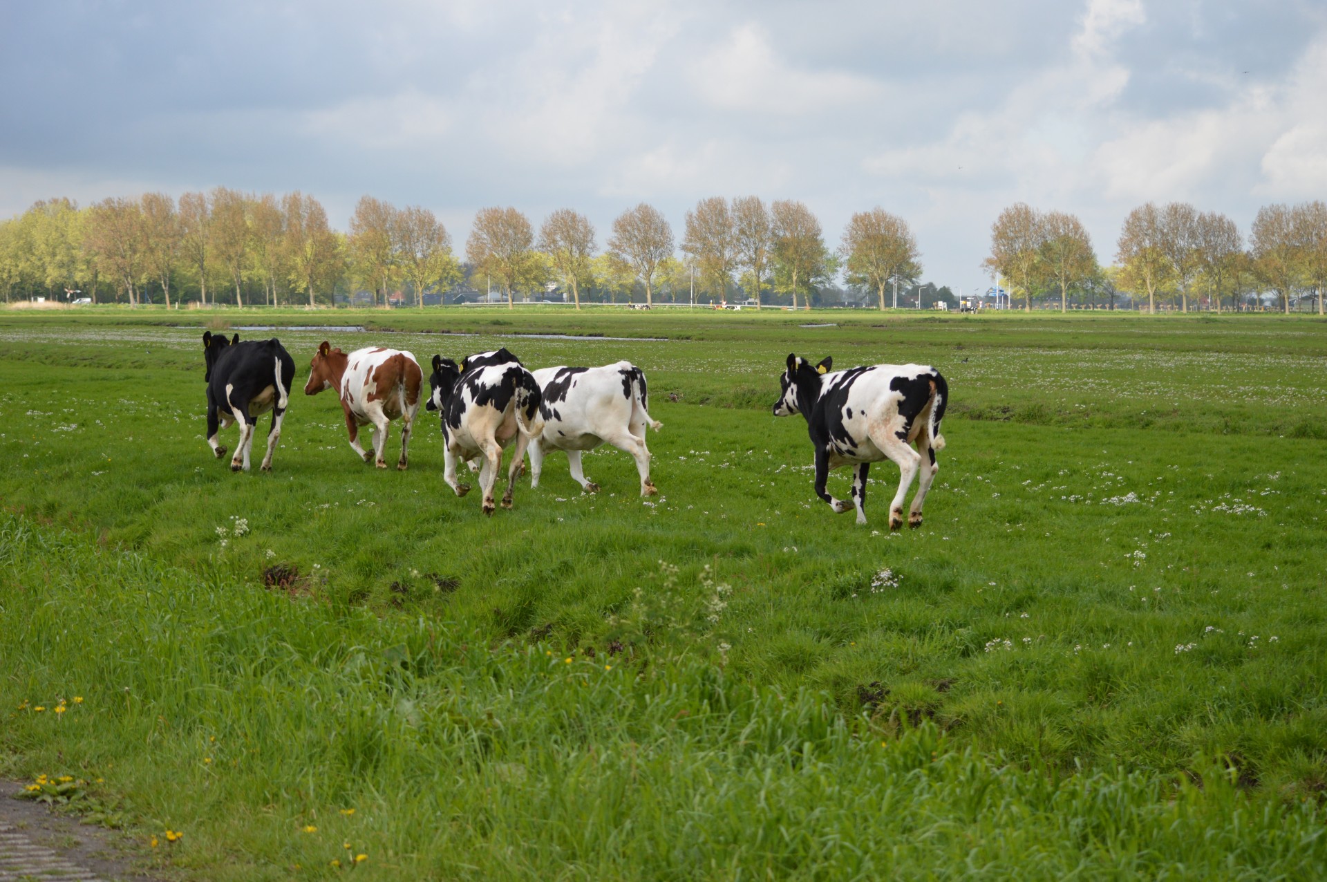 cows running animals free photo