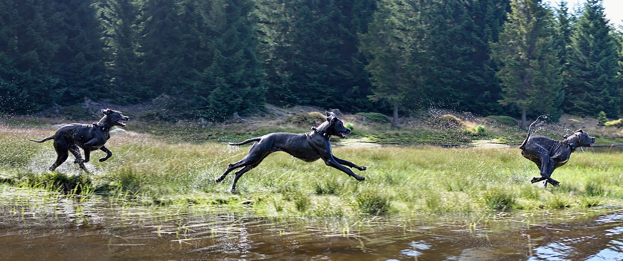 running dog  dog by the water  great dane free photo
