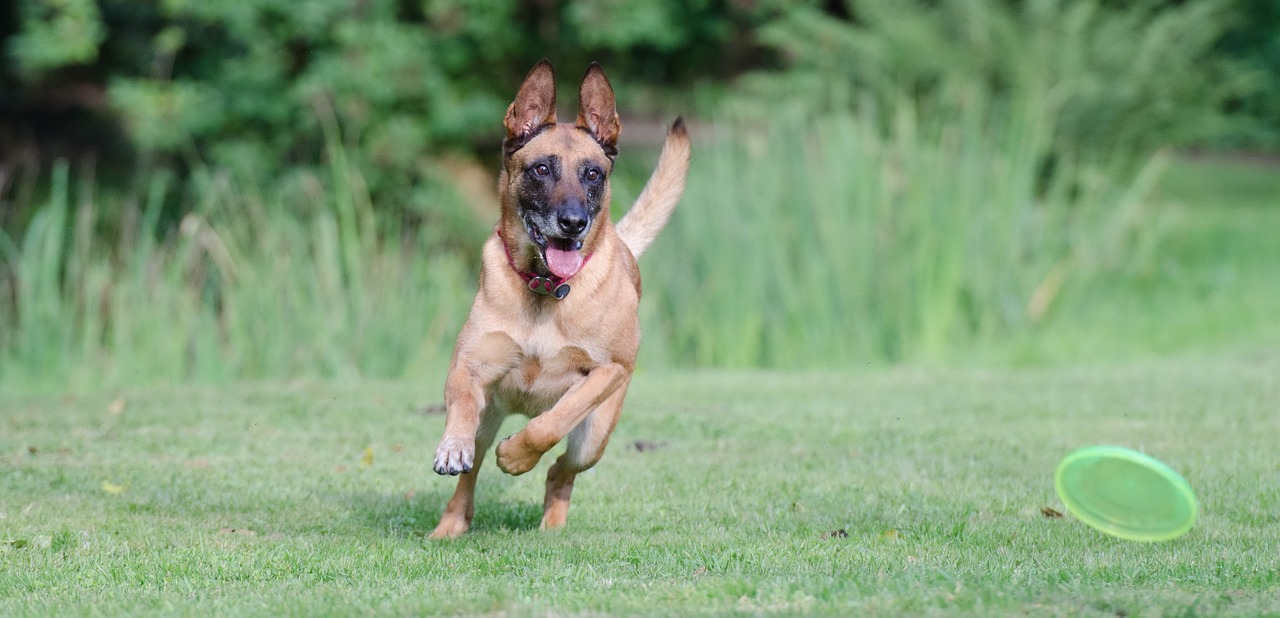 running dog frisbee malinois free photo