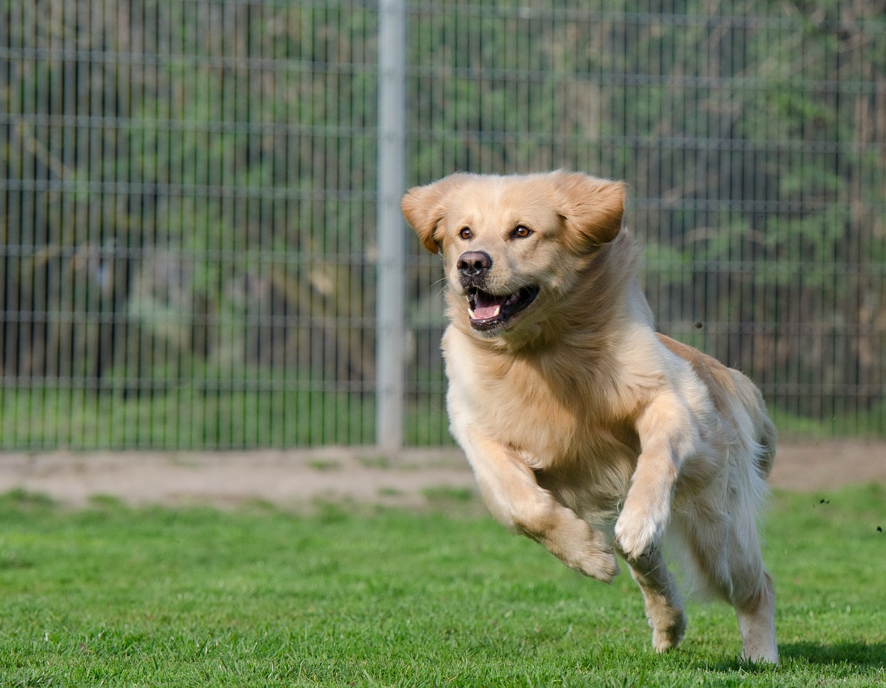 running dog retriever long coat free photo