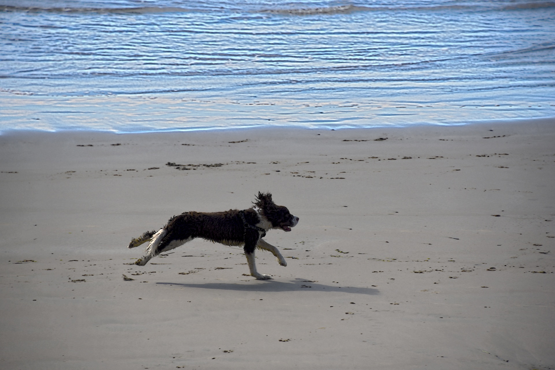 dog running beach free photo